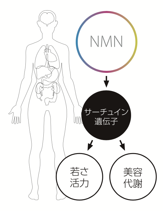 NMN点滴療法の効果１