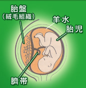 胎盤 胎盤の成長と機能 | 看護roo![カンゴルー]